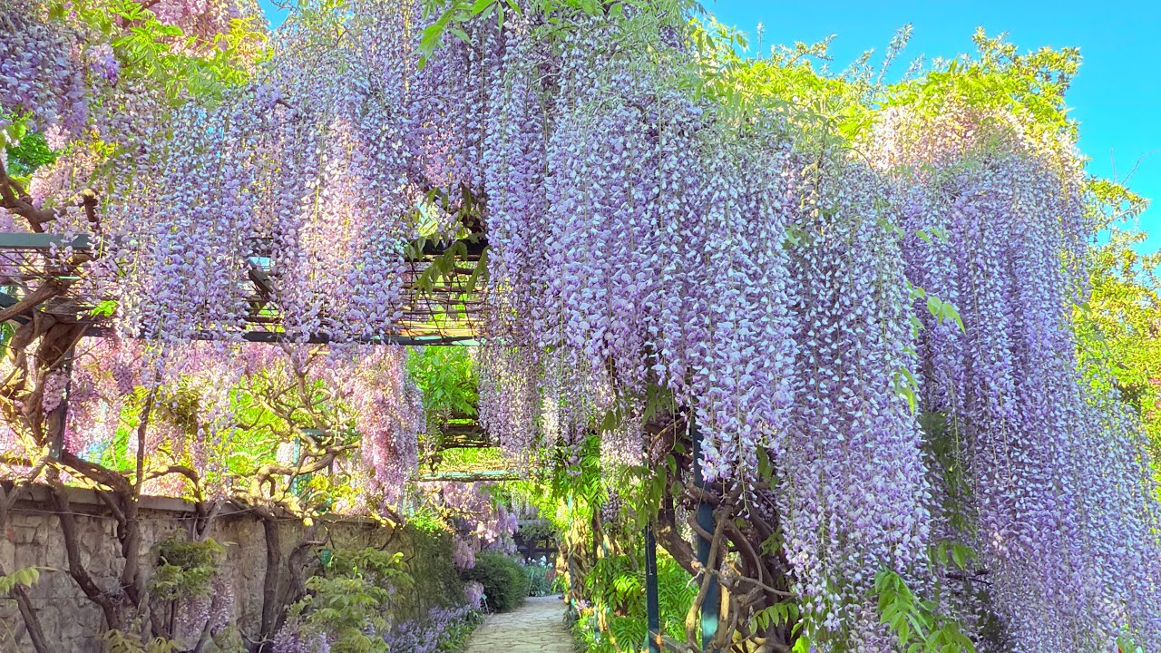 Blauregen: The Graceful Climber with Blue Blossoms